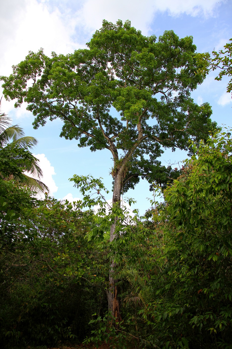 Mahagonibaum sdatec.com
